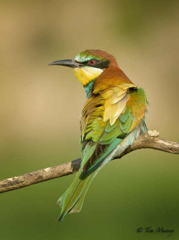 Ruffled Bee eater 2012